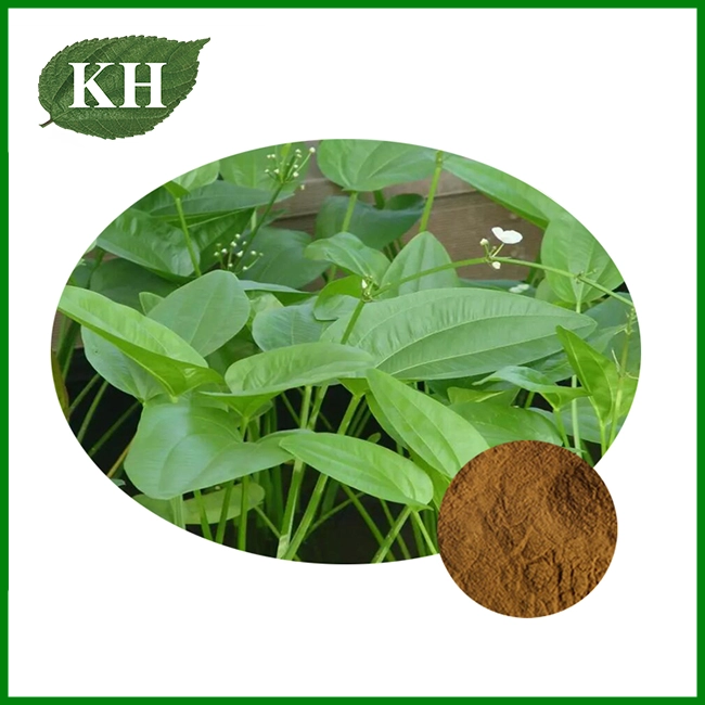 Alismatis Rhizoma Extract